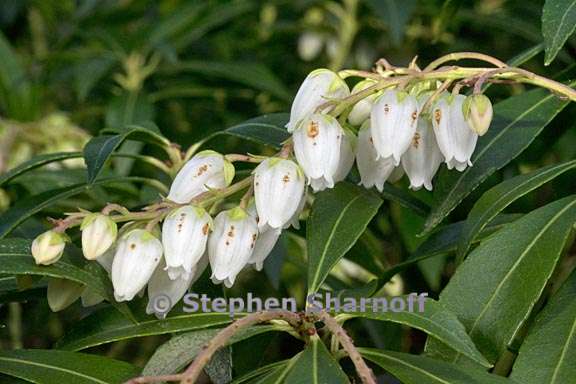 pieris japonica 2 graphic